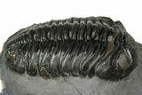 Detailed Pedinopariops Trilobite - Mrakib, Morocco #348135-2